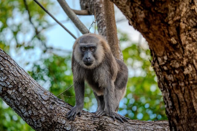 Moor macaque
