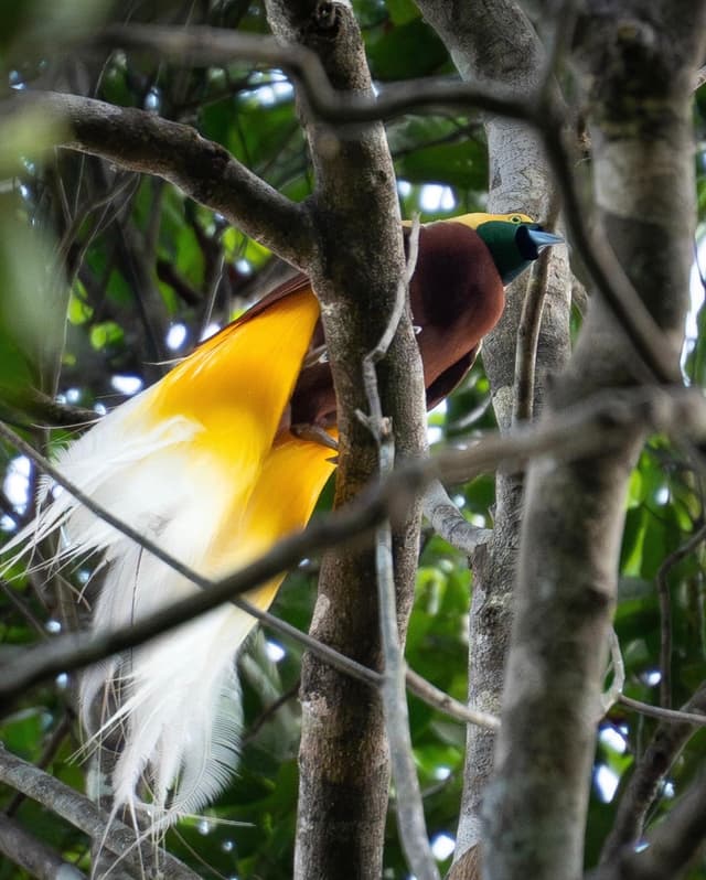 lesser bird-of-paradise