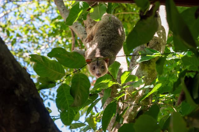 sulawesi dwarf cuscus