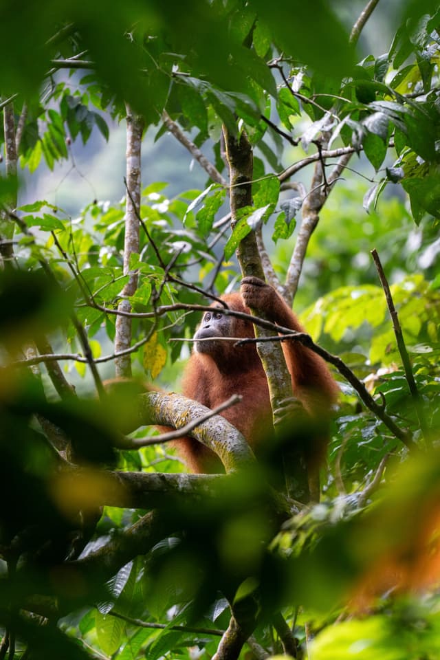 Orangutan Contemplating