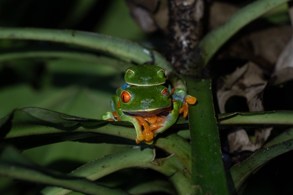 Amphibians
