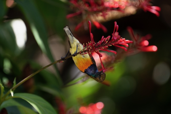 Birds