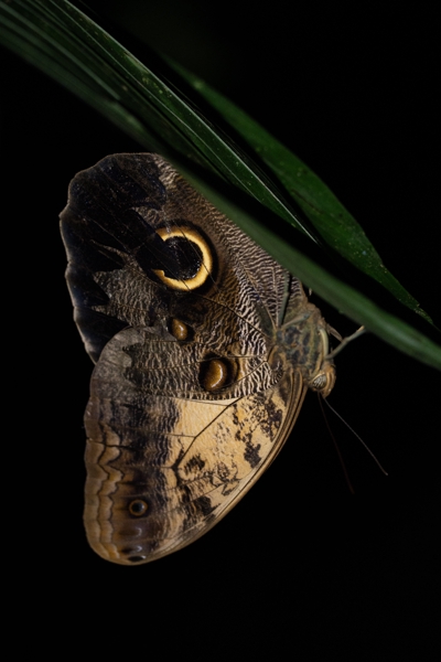 Insects