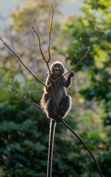 Mammals