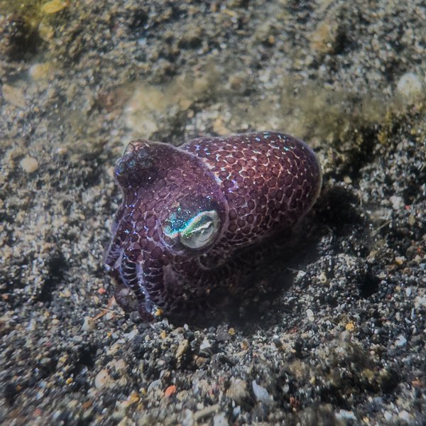 bobtail squid bobtail squid