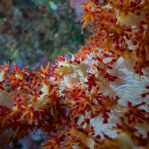 candy crab candy crab