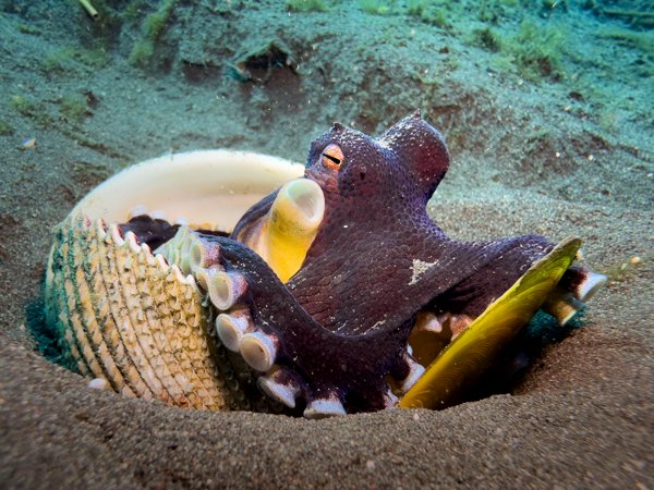 coconut octopus coconut octopus