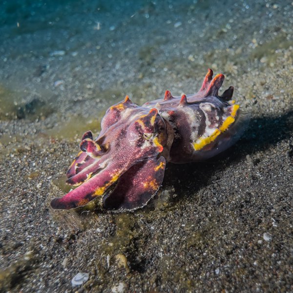 flamboyant cuttlefish flamboyant cuttlefish