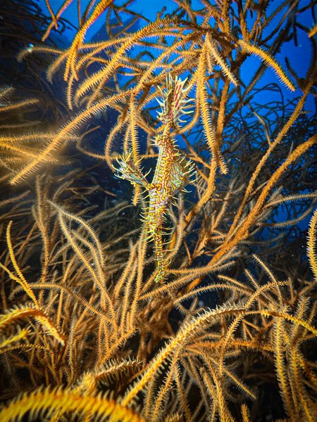 ghost pipefish ghost pipefish