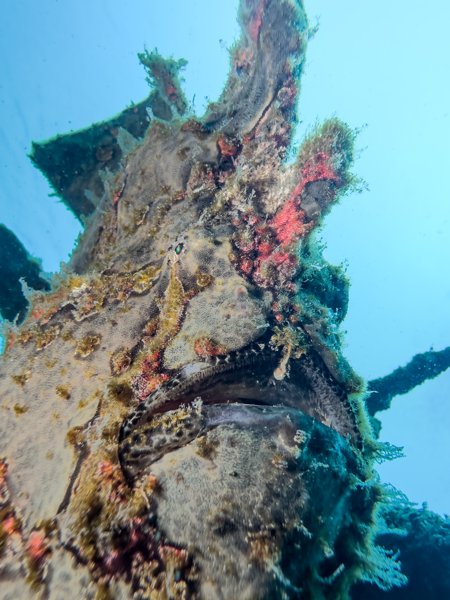 giant frogfish giant frogfish