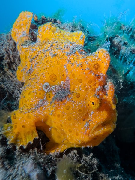 painted frogfish painted frogfish