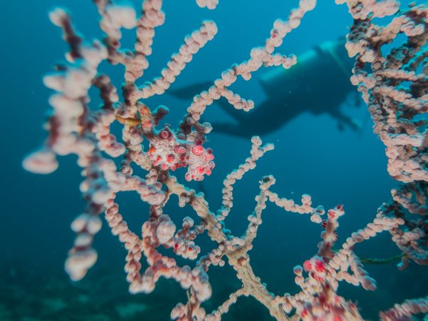 tiny nudibranch tiny nudibranch