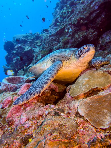 green sea turtle green sea turtle