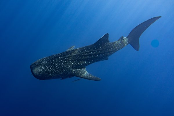 whale shark after whale shark after