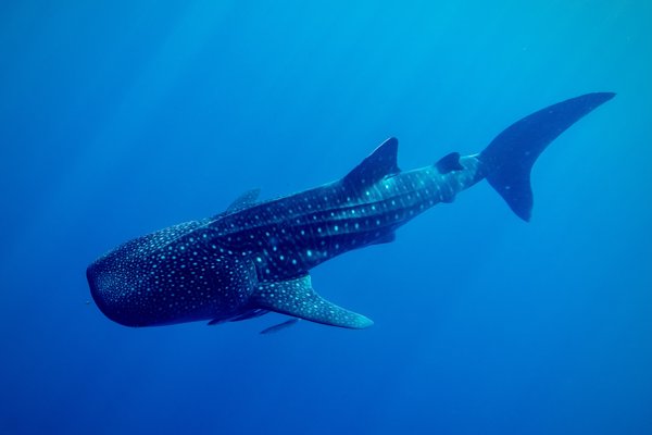 whale shark before whale shark before