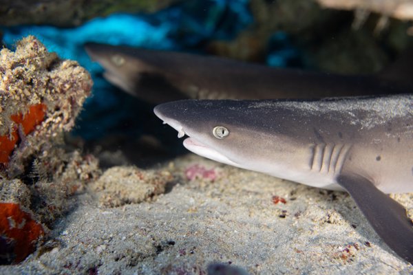 blacktip reef shark blacktip reef shark