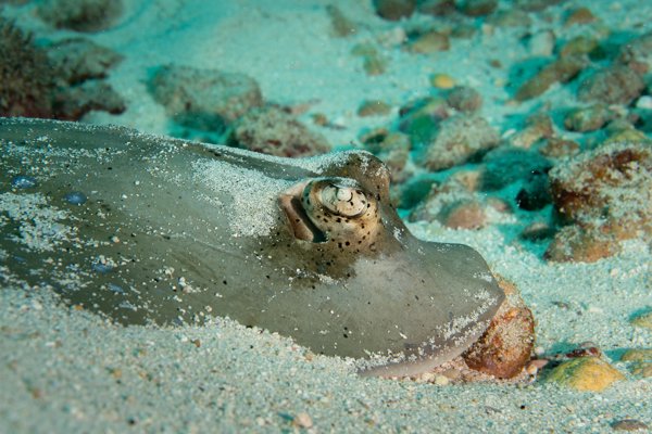 bluespotted stingray bluespotted stingray