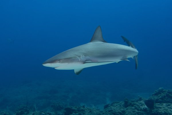 caribbean reef shark caribbean reef shark