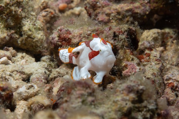 clown frogfish clown frogfish