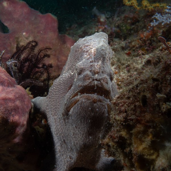 giant frogfish giant frogfish