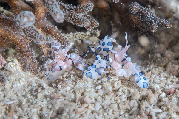 harlequin shrimp pair harlequin shrimp pair