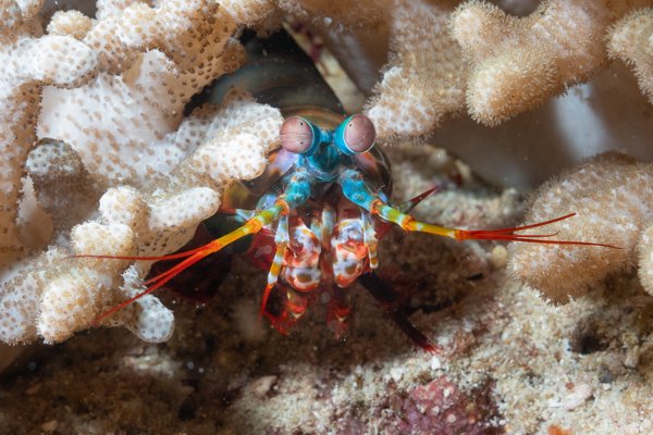 peacock mantis shrimp peacock mantis shrimp