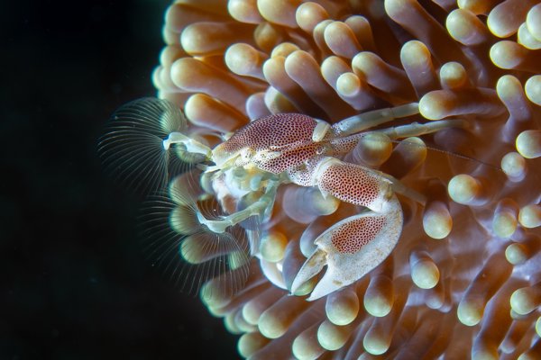 porcelain crab porcelain crab