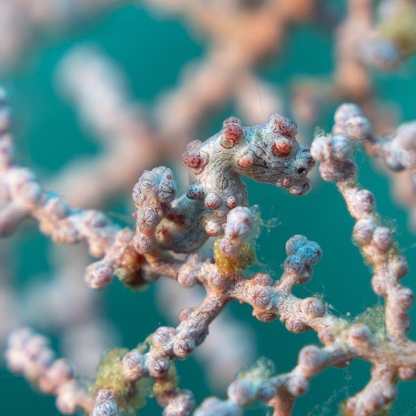 pygmy seahorse pygmy seahorse
