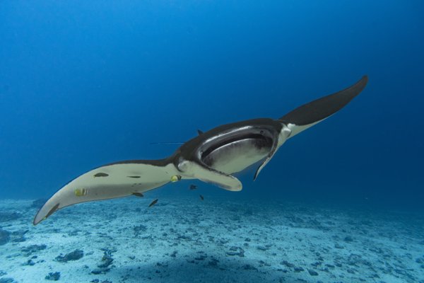 mantaray_a mantaray_a