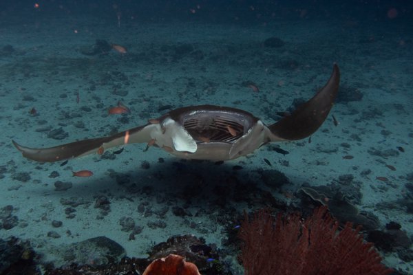 mantaray_b mantaray_b