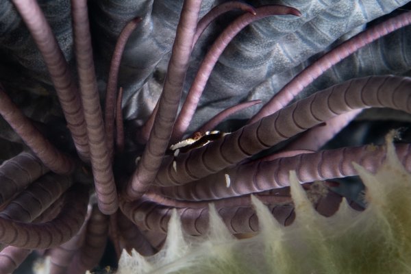 crinoid squat lobster crinoid squat lobster